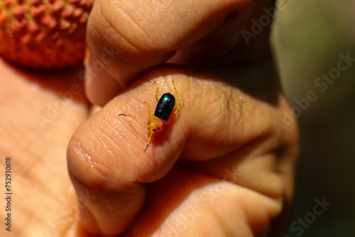 Selective focus, small insect close up on finger Yellow beetle with blue wings, cute expression