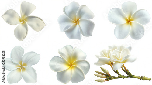 Exquisite Plumeria Bloom  A Captivating White Flower on a Tropical Background  Perfect for Summer Decor and Spa Themes