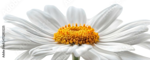 Delicate Watercolor Artistry  Capturing the Beauty of a Single Chamomile Blossom on White. Concept Watercolor Painting  Floral Art  Chamomile Blossom  Delicate Artistry  White Background