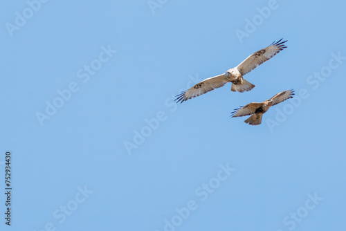                                                                                                                                     2024   3   2              A beautiful Rough-legged Buzzard  Buteo lagopus  family comprising  family comprising hawks  and Eastern Buzzard in flight for fighting.  At