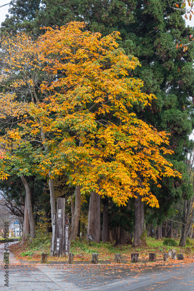 日本　青森県十和田市奥瀬十和田湖畔休屋にある杉並木と紅葉