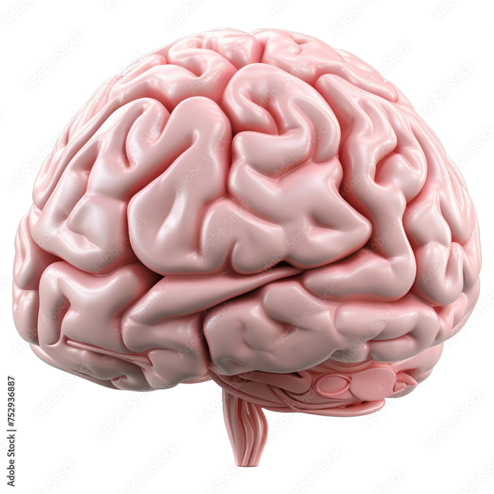 human brain human brain