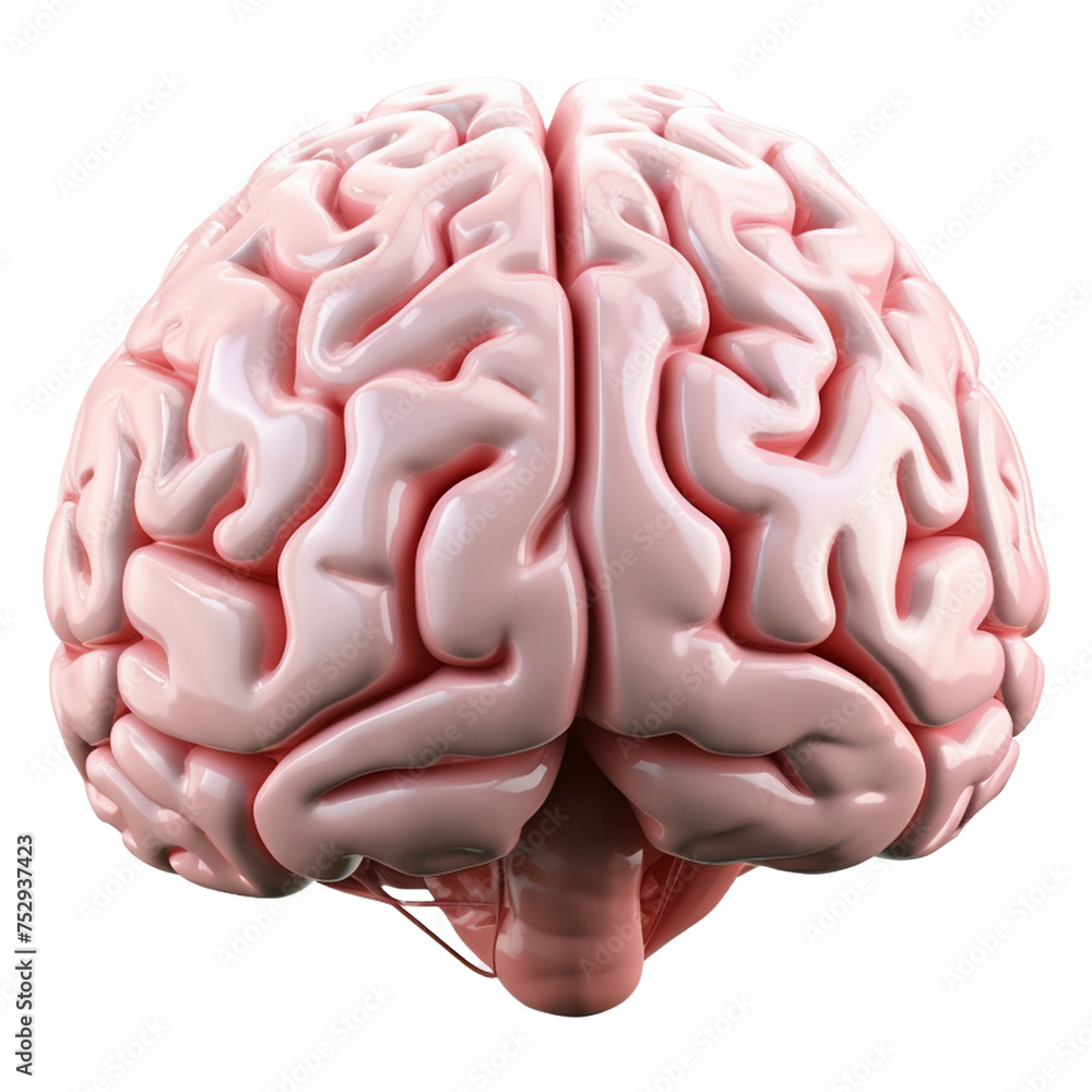 human brain human brain