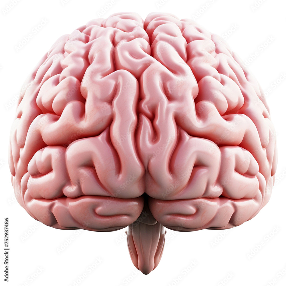 human brain human brain