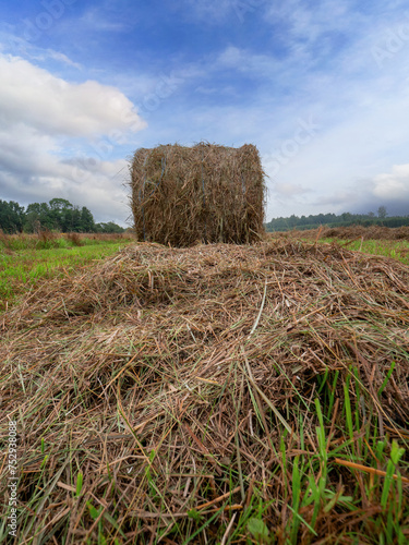 Bale of hey in a field, blue cloudy sky. Rural landscape. Agriculture and farming industry. Fine natural product for use in winter. Vertical image. Nobody. Low angle of view. Stock up concept.