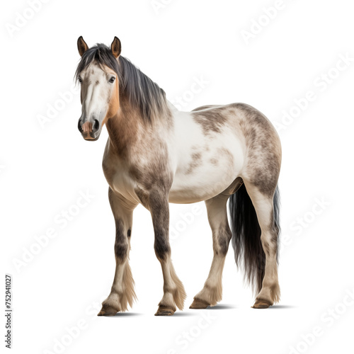 horse isolated on white