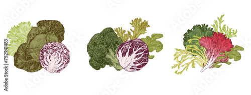 Vegetable sets, engraved illustration of cabbage, lettuce and microgreens
