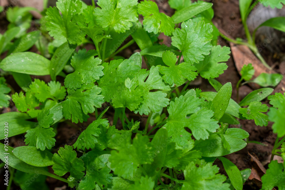 Coriander leaves in vegetables garden for health, food and agriculture concept. Organic coriander leaves background. Coriander leaves in vegetables garden for health, food and agriculture concept. Organic coriander leaves background.