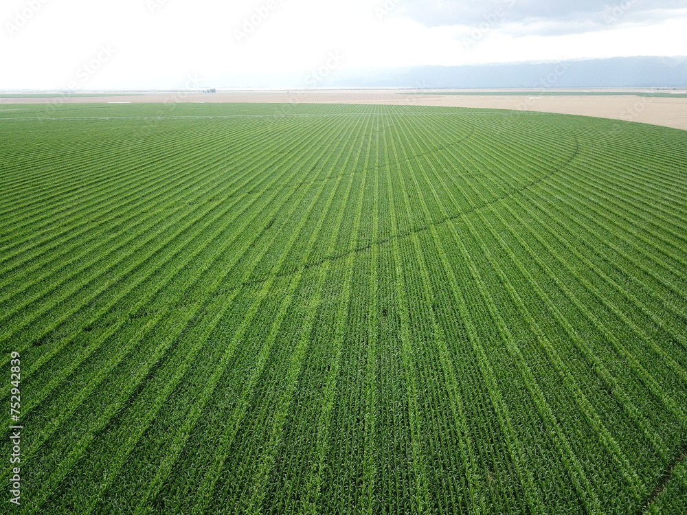 Corn cultivation in northwestern Argentina Corn cultivation in northwestern Argentina