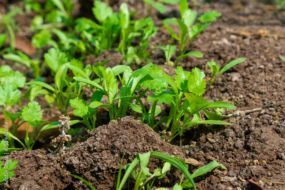 Coriander leaves in vegetables garden for health, food and agriculture concept. Organic coriander leaves background. Coriander leaves in vegetables garden for health, food and agriculture concept. Organic coriander leaves background.