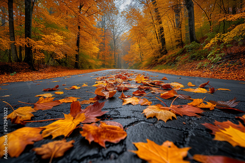 The road covered with fallen sugar maple leaves is surrounded by beautiful nature.