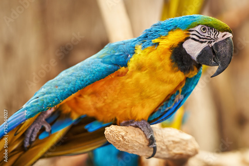 Canvas Print Parrots, cage and feathers with branch, park and garden with birds sanctuary and natural with wildlife or habitat