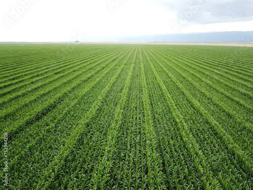 Corn cultivation in northwestern Argentina