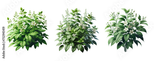 set of plant isolate on transparent background