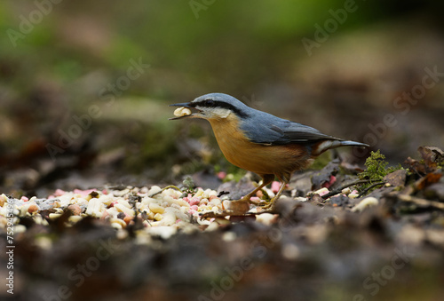 Nuthatch eating from ground b