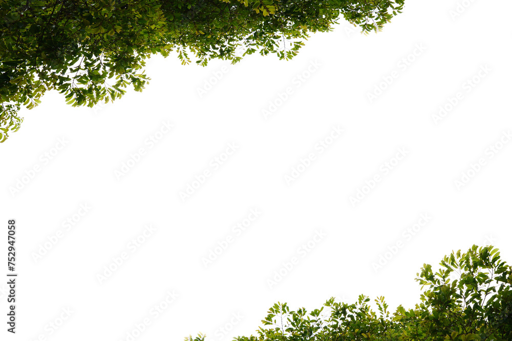 Obraz premium Green leaves, white background, space to work