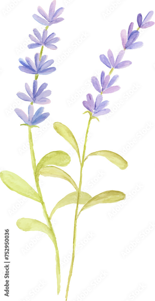 Watercolor lavender flower