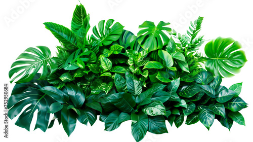 Tropical greenery arrangement with varied leaf types. Cut out on transparent background.