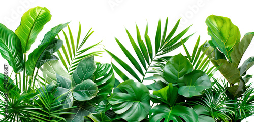 Tropical greenery arrangement with varied leaf types. Cut out on transparent background.