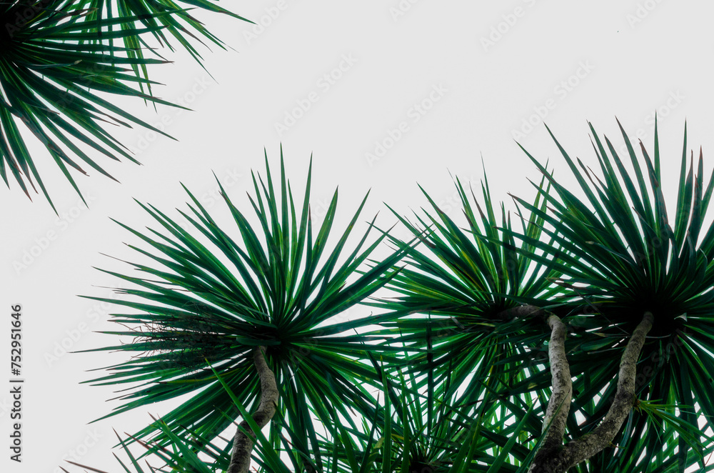 green tropical plant on a white background green tropical plant on a white background
