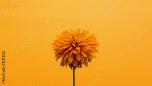 Time-lapse of dying pink flower on pink background . High quality 4k footage