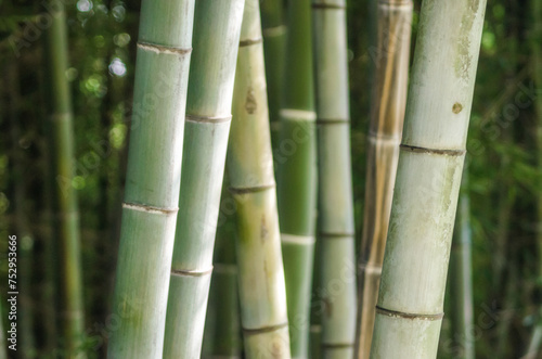 green bamboo grove pattern close up