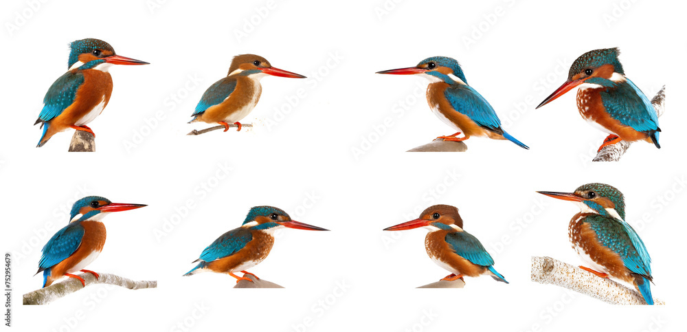 set of colorful Kingfishers birds isolated on white background, cutout
