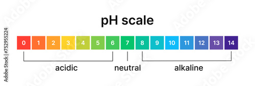 Ph level of acid and alkaline balance. Scale indicator for litmus paper test. Vector isolated infographics on white background. photo