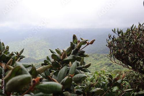 Cloud forest, Monteverde, Costa Rica