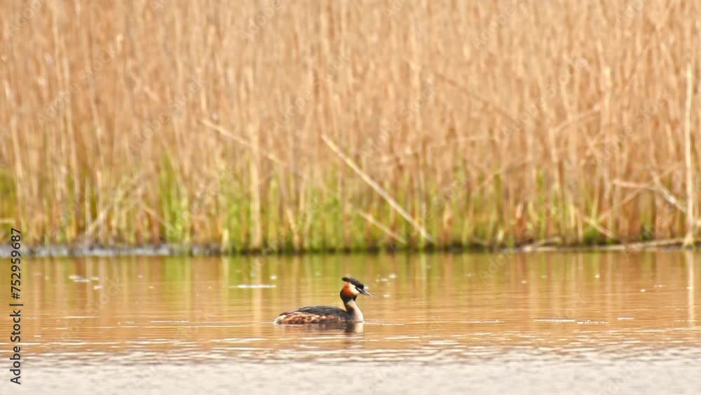 Great crested grebe - Podiceps cristatus - A medium-sized water bird swims in the calm water of the lake on a summer day. Great crested grebe - Podiceps cristatus - A medium-sized water bird swims in the calm water of the lake on a summer day.