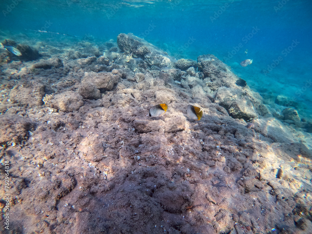 Fototapeta premium Threadfin butterflyfish (Chaetodon auriga) at the Red Sea coral reef..