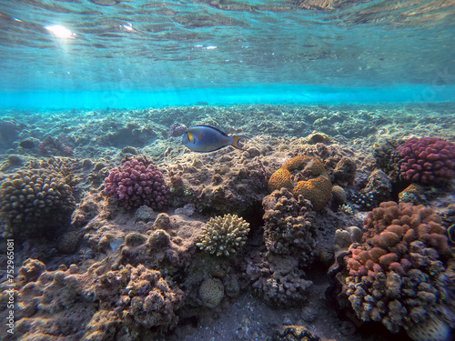 Close up view of Surgeon fish or sohal tang fish (Acanthurus sohal) at the Red Sea coral reef..