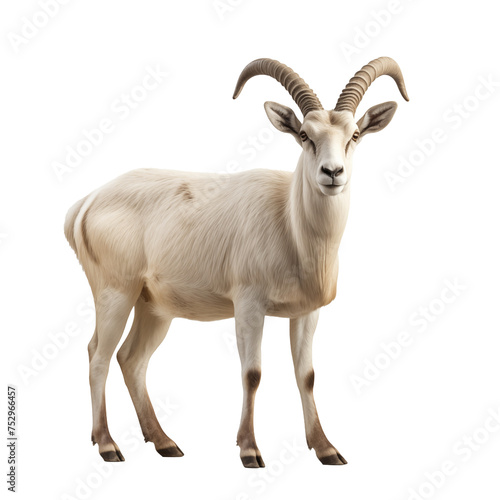 addax isolated on white
