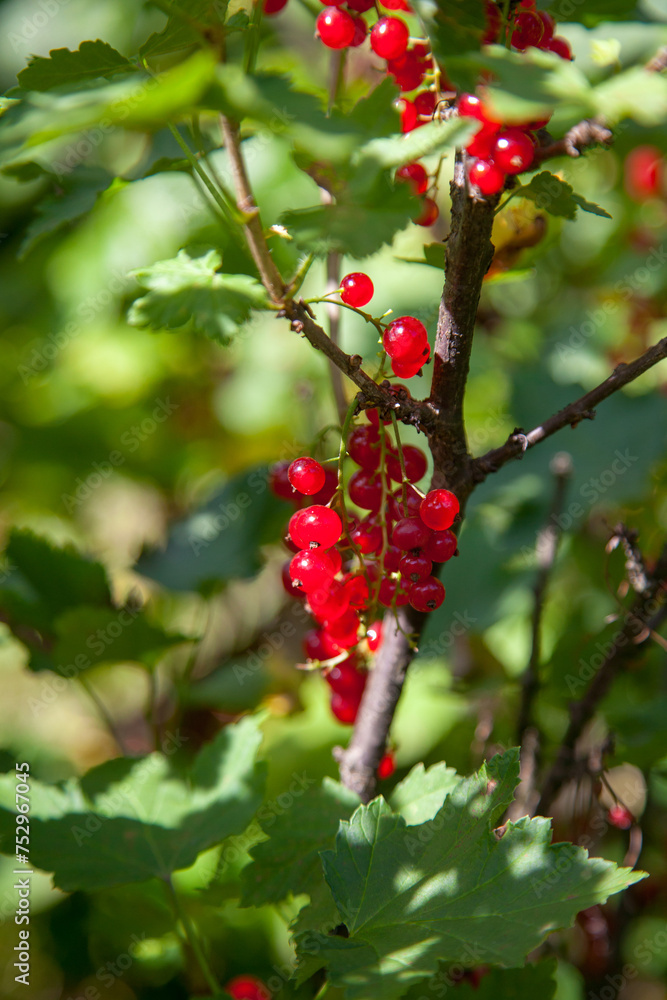 Fototapeta premium Branch of ripe red currant on currant bush in a garden.