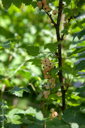 Brush of white currant berries among green leaves.