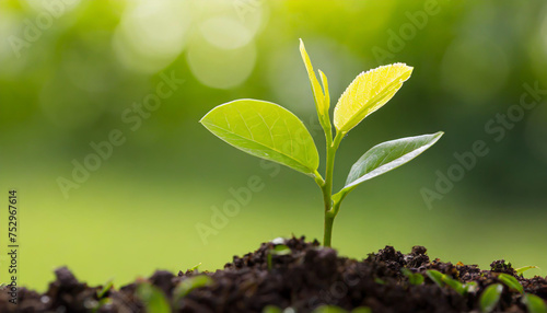 Close up Young plant growing over green background