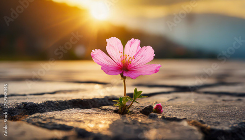 Close up, Pink flower growing on crack street sunset background photo