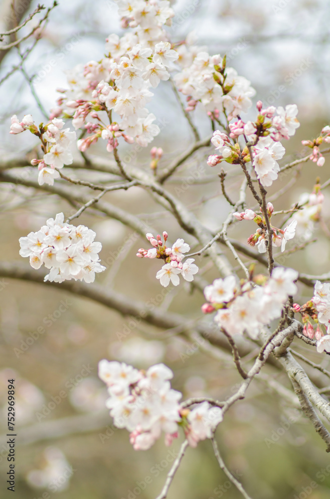 Beautiful Sakura flowers during spring in japanese garden.