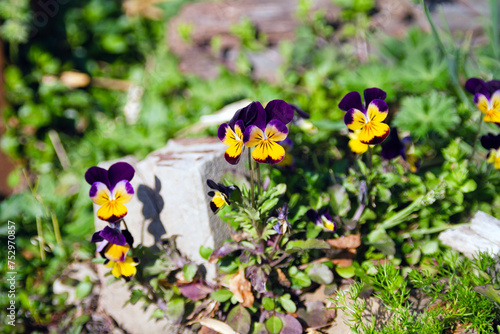 Pansies in springime garden closeup photo