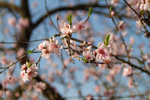 Peach tree blossoms on the tree with branches