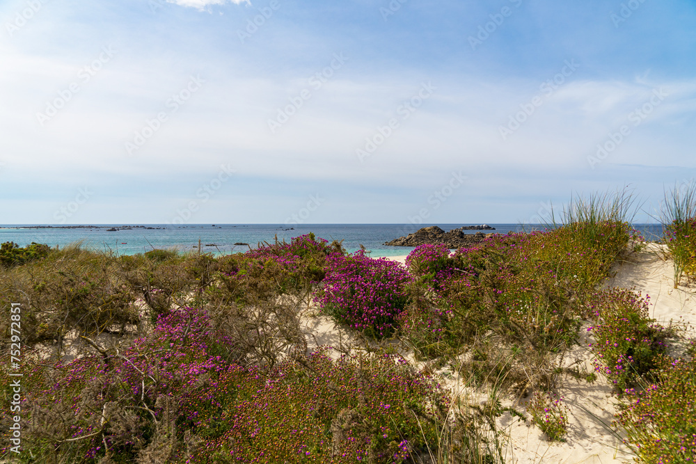 Flore côtière des dunes bretonnes face à la mer.