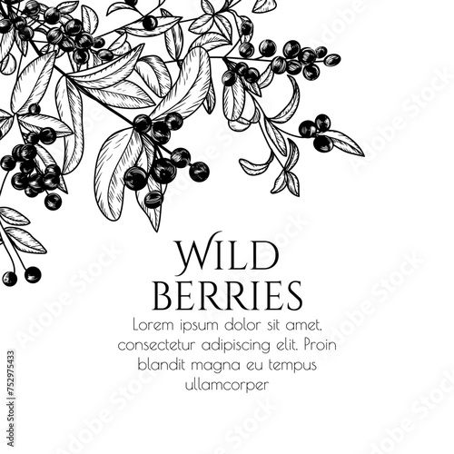 Vector illustration of a branch of wild berries in engraving style