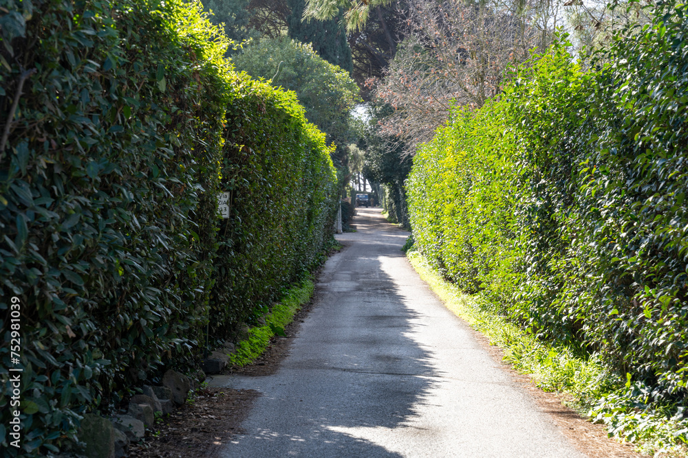 A path is lined with bushes and trees