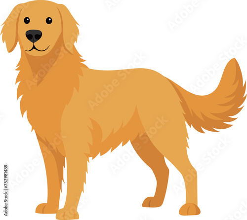 Hand drawn golden retriever dog breed illustration