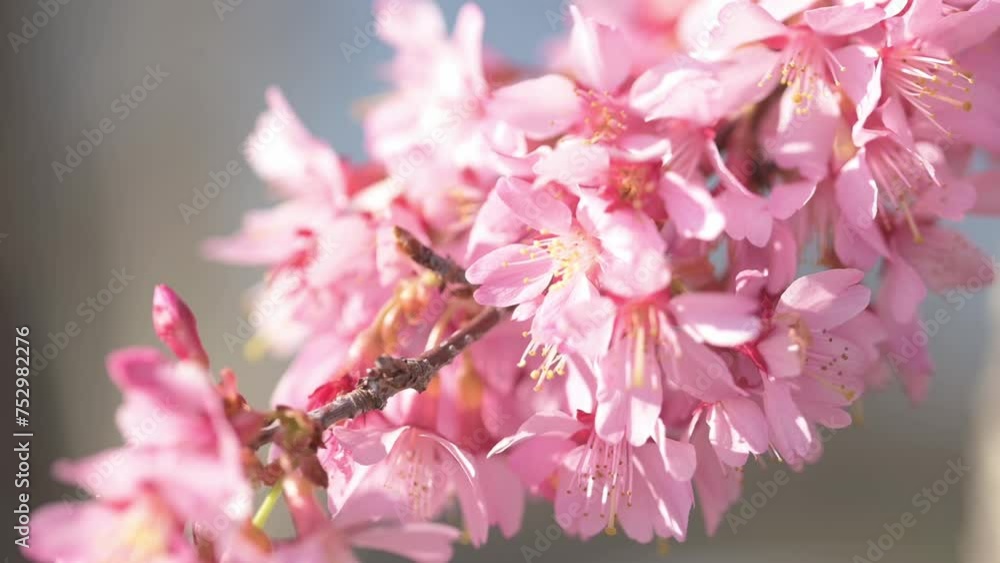 The magic of springtime in every frame.Showcases the delicate charm of blossoming tree flowers in macro shots. Feel the soft caress of sunlight, as it paints a golden hue on petals, bringing the beaut The magic of springtime in every frame.Showcases the delicate charm of blossoming tree flowers in macro shots. Feel the soft caress of sunlight, as it paints a golden hue on petals, bringing the beaut