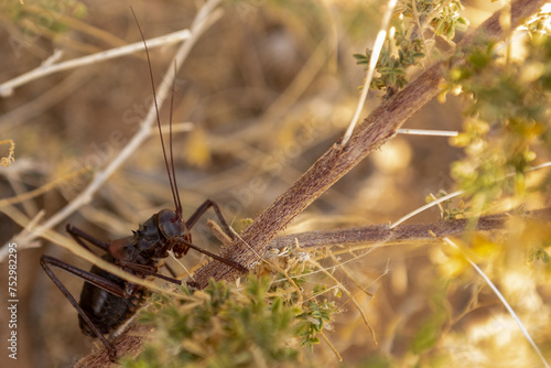 Detail of an African Armoured cricket -Acanthoplus discoidalis- neat Spitzkoppe, in the Namibian Desert. photo