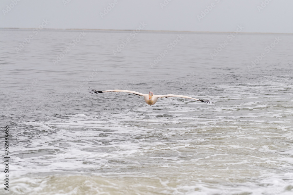 Telephoto shot of a great white pelican -Pelecanus onocrotalus- near ...