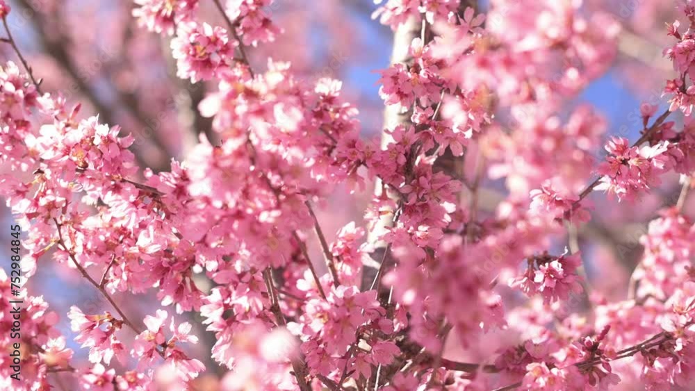 Essence of spring. Delicate pink blossoms adorn trees, as bees gracefully flutter from flower to flower. The warm embrace of the sun bathes the scene in golden hues, creating a picturesque celebration Essence of spring. Delicate pink blossoms adorn trees, as bees gracefully flutter from flower to flower. The warm embrace of the sun bathes the scene in golden hues, creating a picturesque celebration