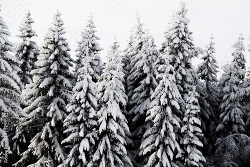Snow-laden spruce forest