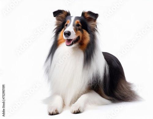 full body photo of a Shetland Sheepdog dog isolated on solid white background. ai generative